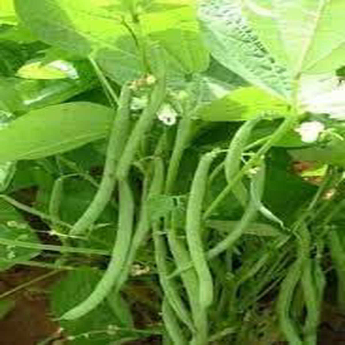 Bean Seeds for Planting Heirloom Non-GMO Organic Garden Seeds, High Germination & High-Yield