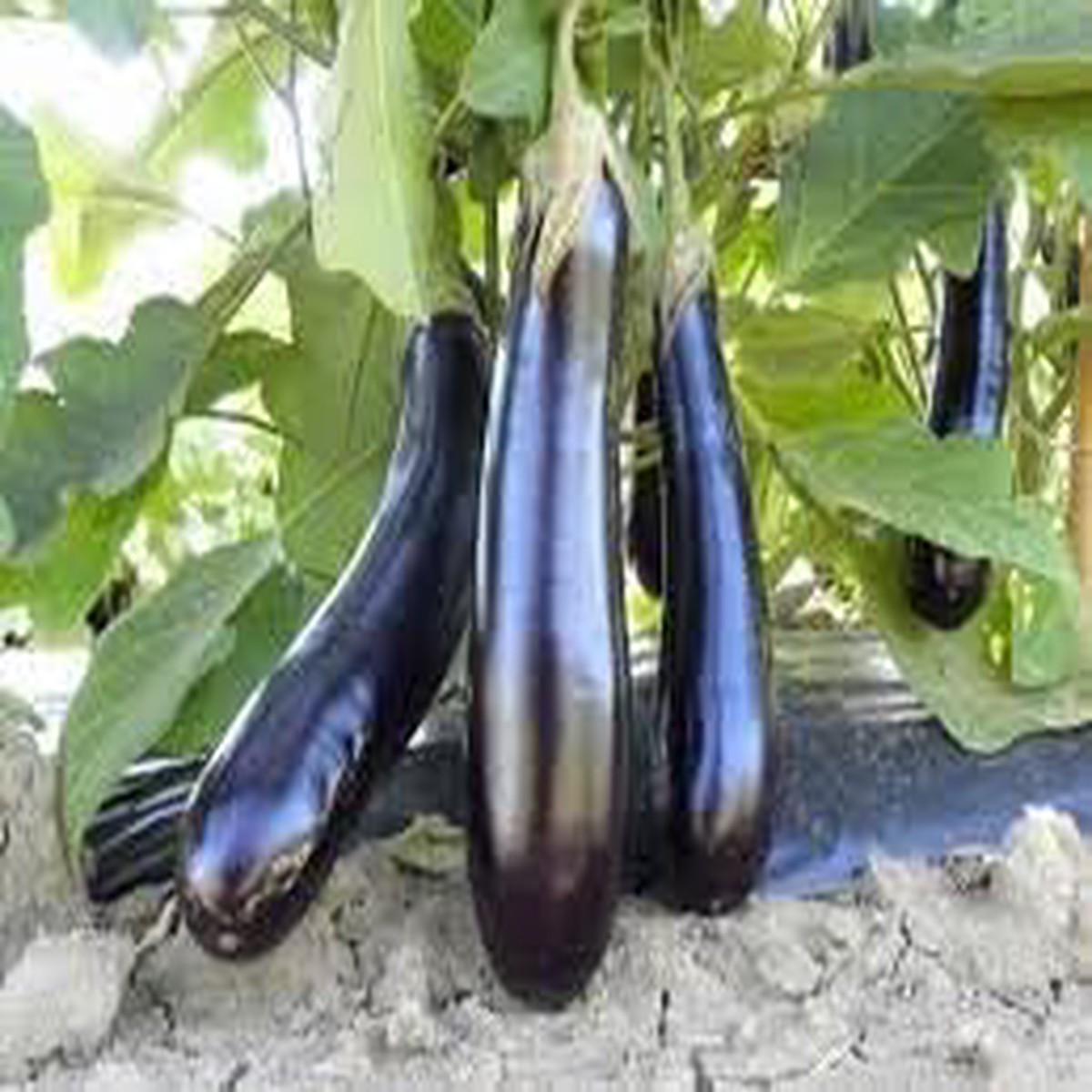Eggplant Black Beauty Seeds Heirloom Variety for High-Yield, Glossy Fruits