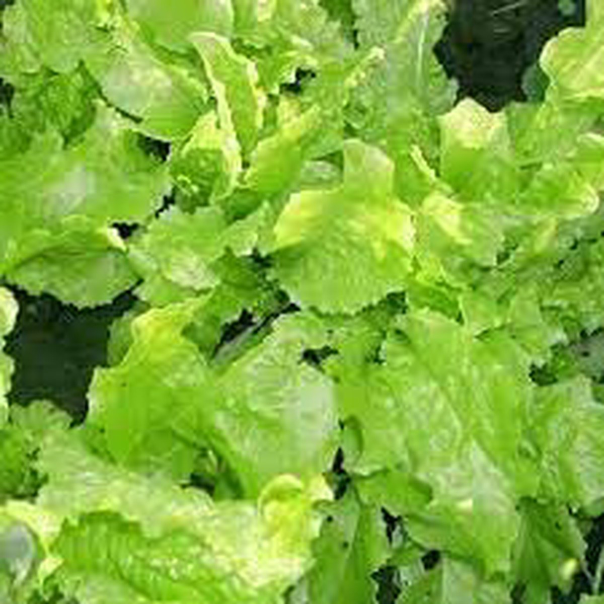 Green Lettuce Seeds Heirloom Non-GMO Vegetable Seeds for Planting | High Germination Organic Garden Seeds