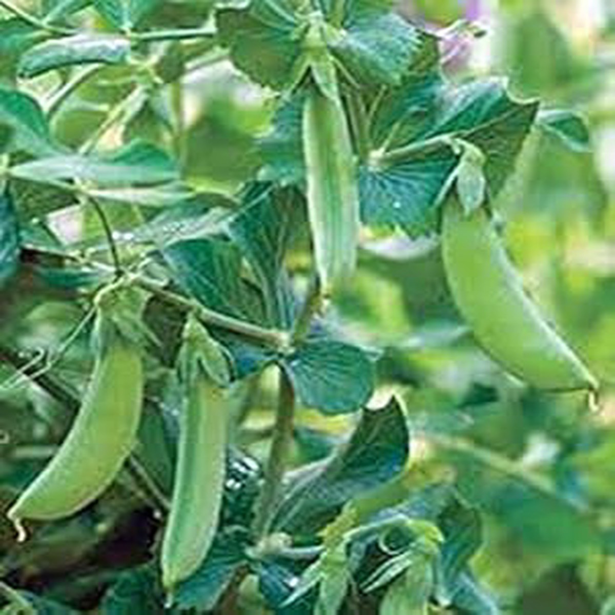 Heirloom Vegetable Seeds for Planting, 100 pcs