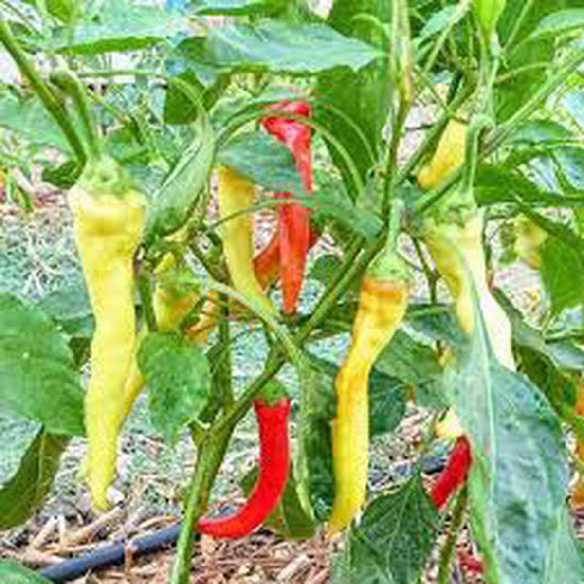 Ierapetras Hot Pepper Seeds for Planting | Heirloom, Non-GMO, High Germination Organic Garden Seeds