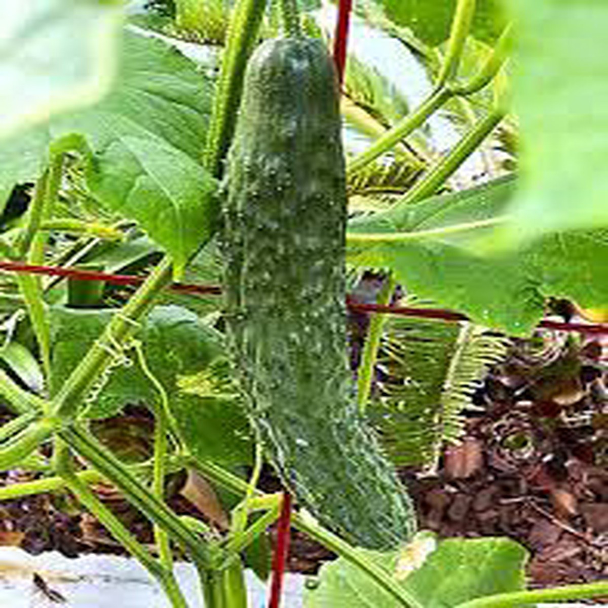 Japanese Long Cucumber Seeds for Planting Heirloom, Non-GMO, High Germination Organic Garden Seeds for Crisp & Flavorful Harvests