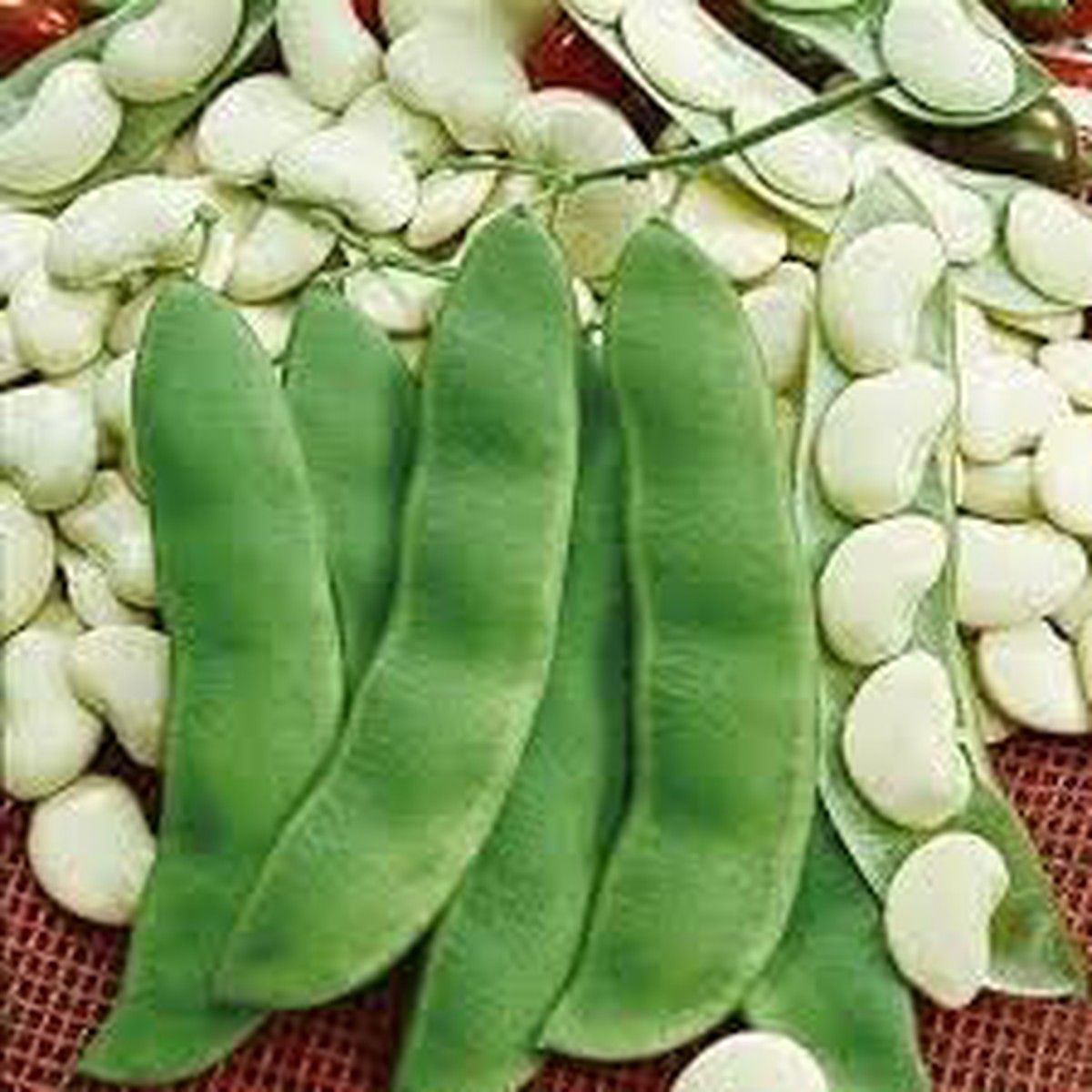 Lima Bean Seeds for Planting | Heirloom, Non-GMO, High Germination Organic Garden Seeds