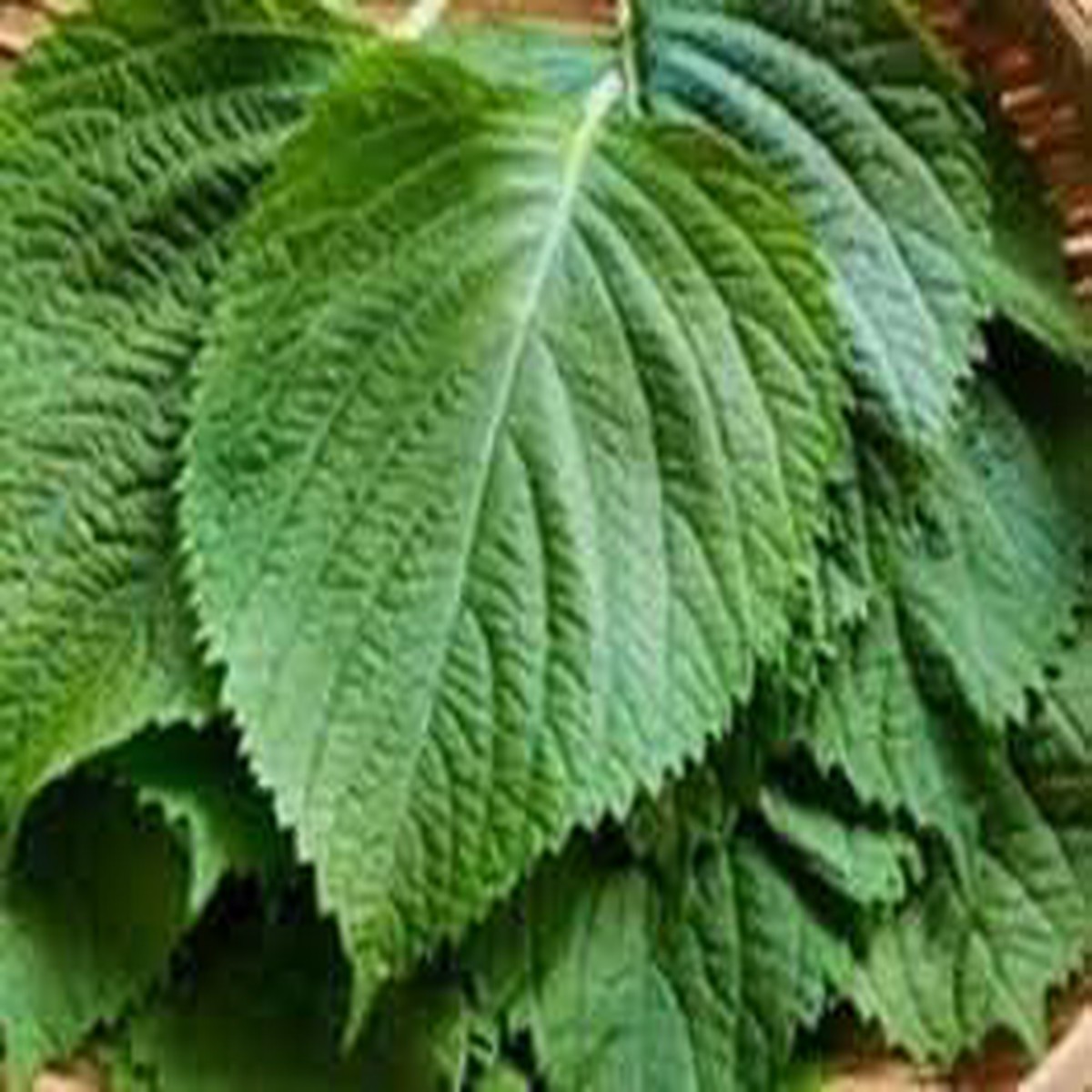 Perilla Vegetable Seeds for Planting Heirloom, Non-GMO, High Germination Organic Garden Seeds
