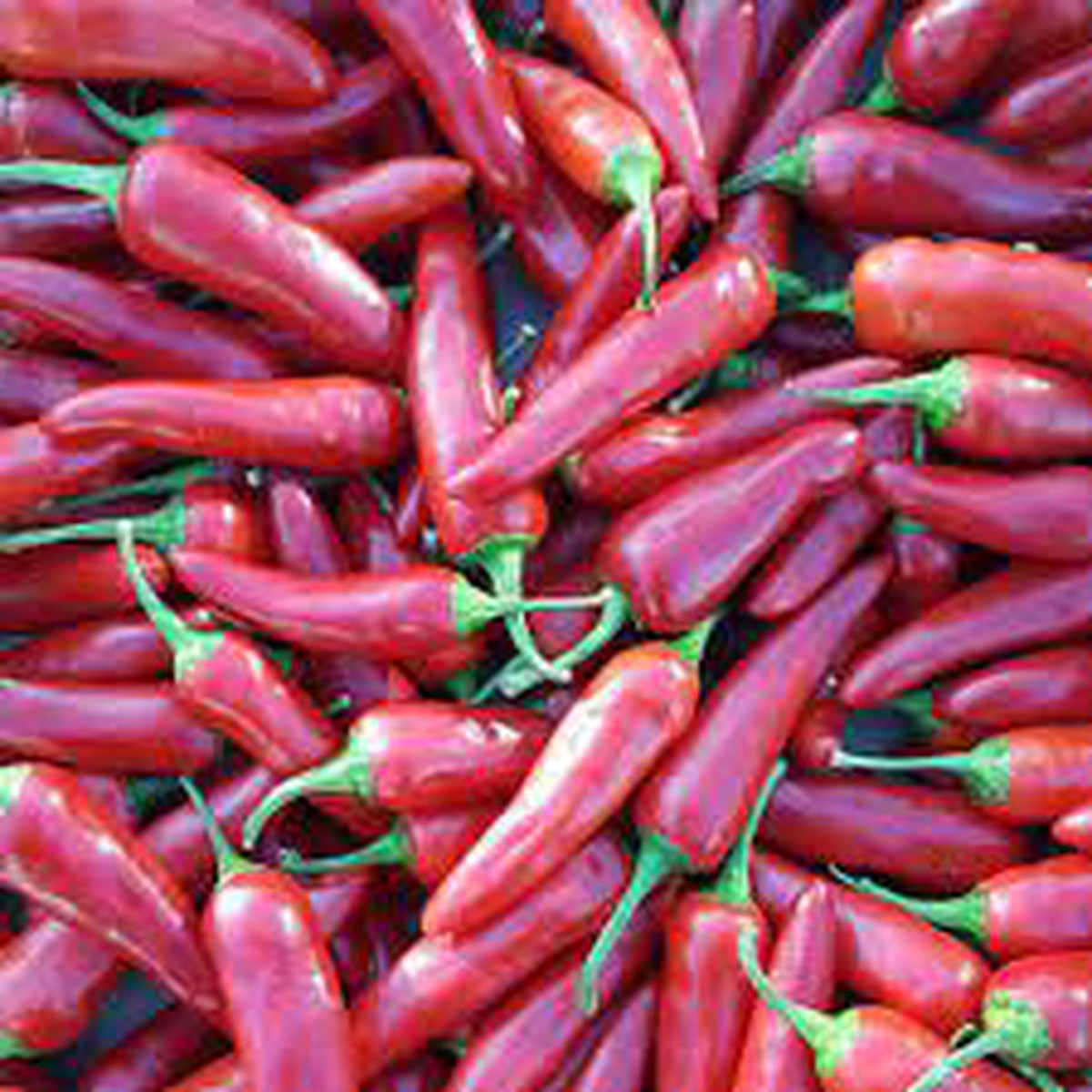 Rawit Chili Seeds for Planting Heirloom, Non-GMO, High Germination Hot Pepper Organic Garden Seeds