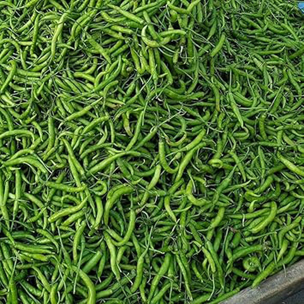 Thick Green Chili Seeds for Planting Heirloom, Non-GMO, High Germination Vegetable Seeds