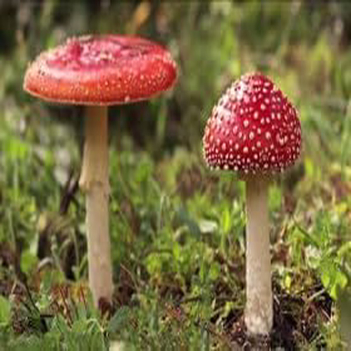 Burgundy Mushroom Seeds for Planting Heirloom, Non-GMO, Organic Garden Seeds, High Germination