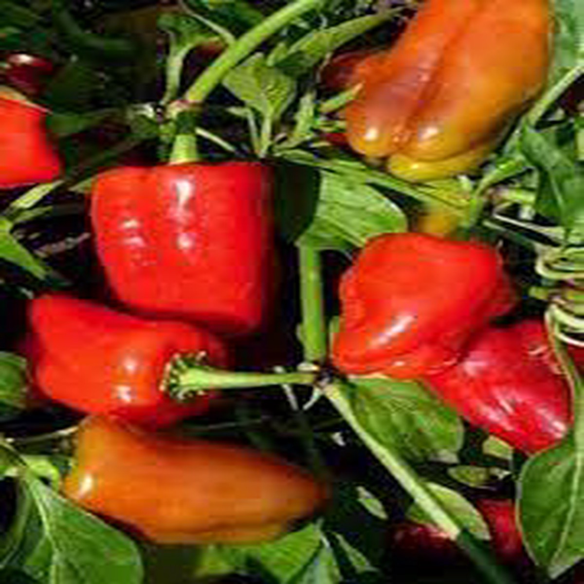 Cajun Belle Seeds for Planting | Heirloom, Non-GMO, High Germination Organic Garden Seeds