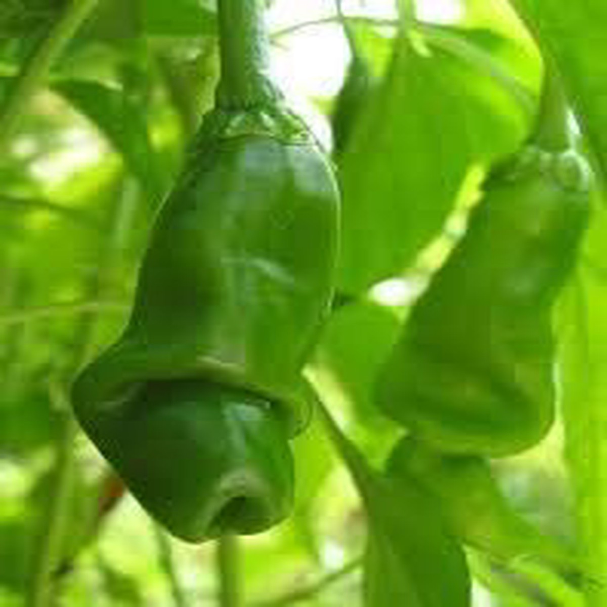Chili Seeds for Planting Green Heirloom, Non-GMO, High Germination Vegetable Seeds