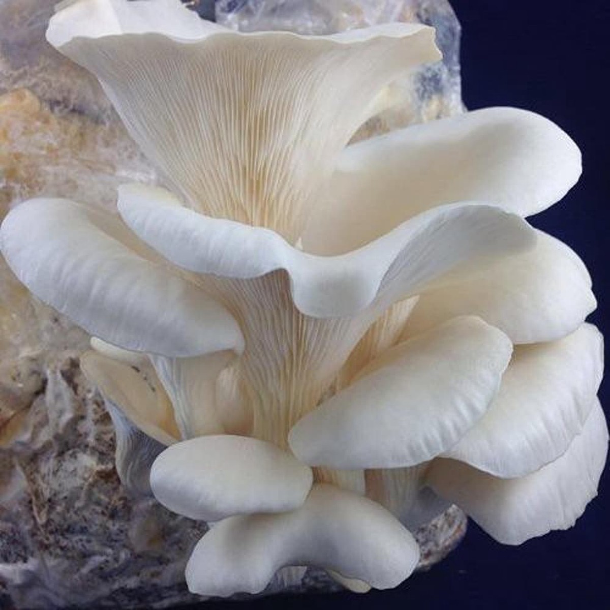 Corofitam Mushroom Spawn Seeds for Planting Heirloom, Non-GMO, Organic Garden Seeds with High Germination