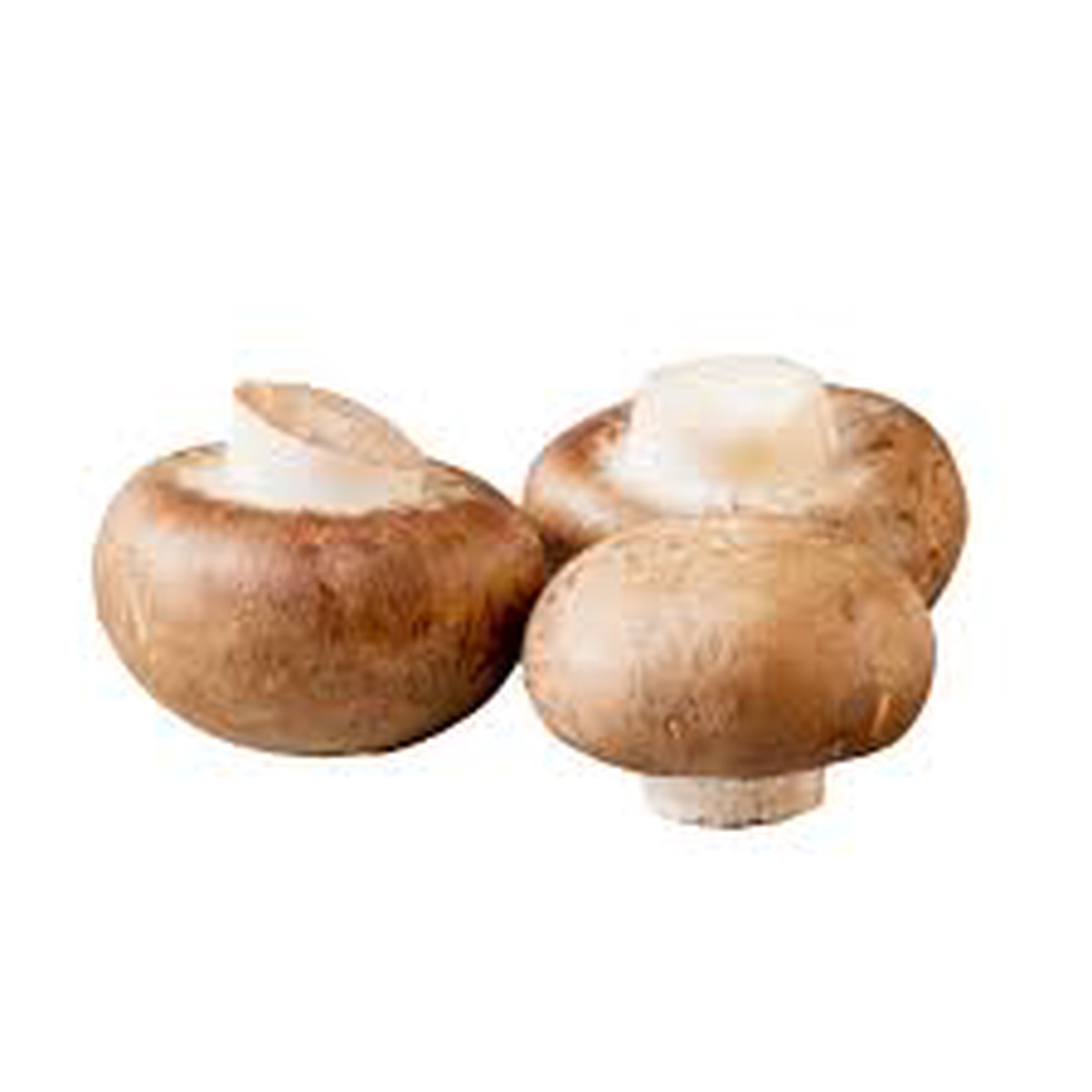 Cremini Mushroom (Baby Bella) Seeds for Planting Heirloom, Non-GMO, Organic Garden Seeds, High Germination
