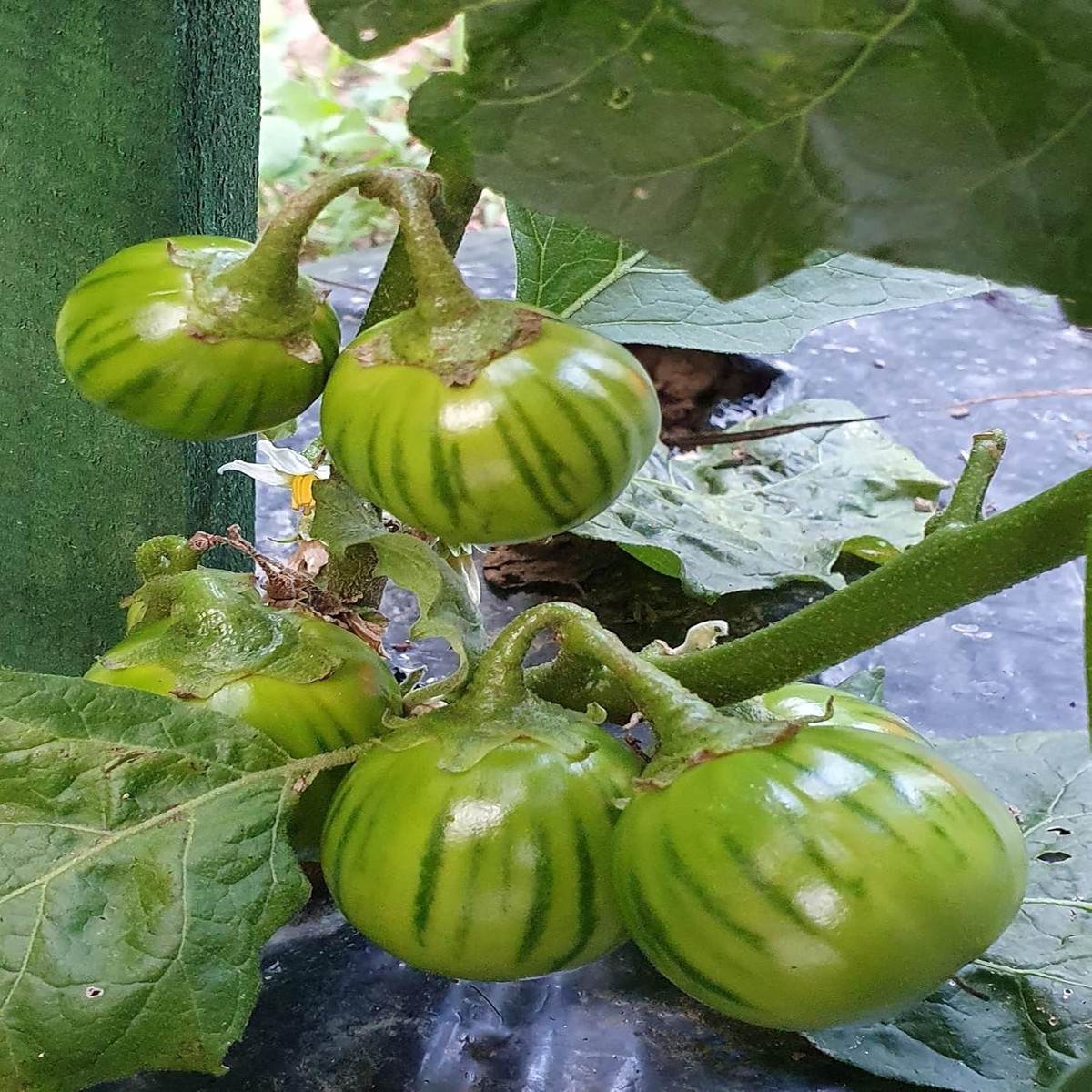 Dark Green Eggplant Vegetable Seeds Heirloom, Non-GMO, High Germination, High Yield Seeds for Planting