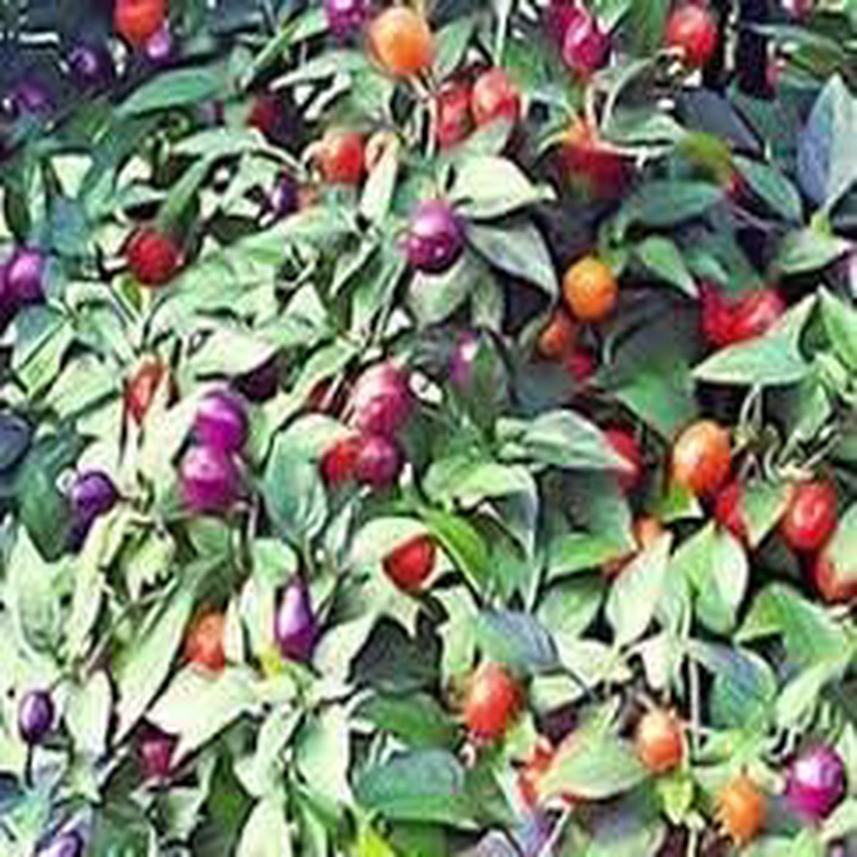 Filius Blue Pepper Seeds for Planting | Heirloom, Non-GMO, High Germination Organic Garden Seeds