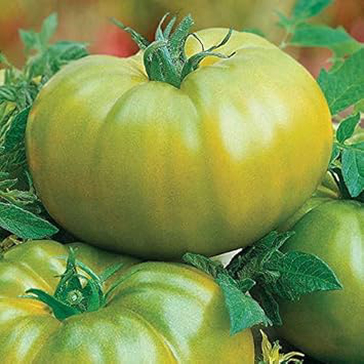 Green Giant Monster Tomato Seeds for Planting Heirloom, Non-GMO, Organic Garden Seeds with High Germination