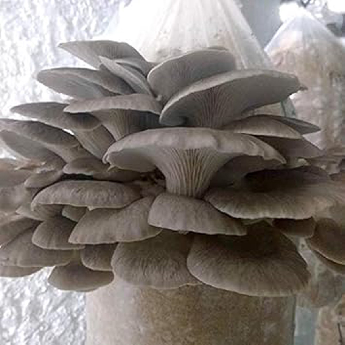 Grey Mushroom Seeds for Planting Heirloom, Non-GMO, High Germination Organic Garden Seeds