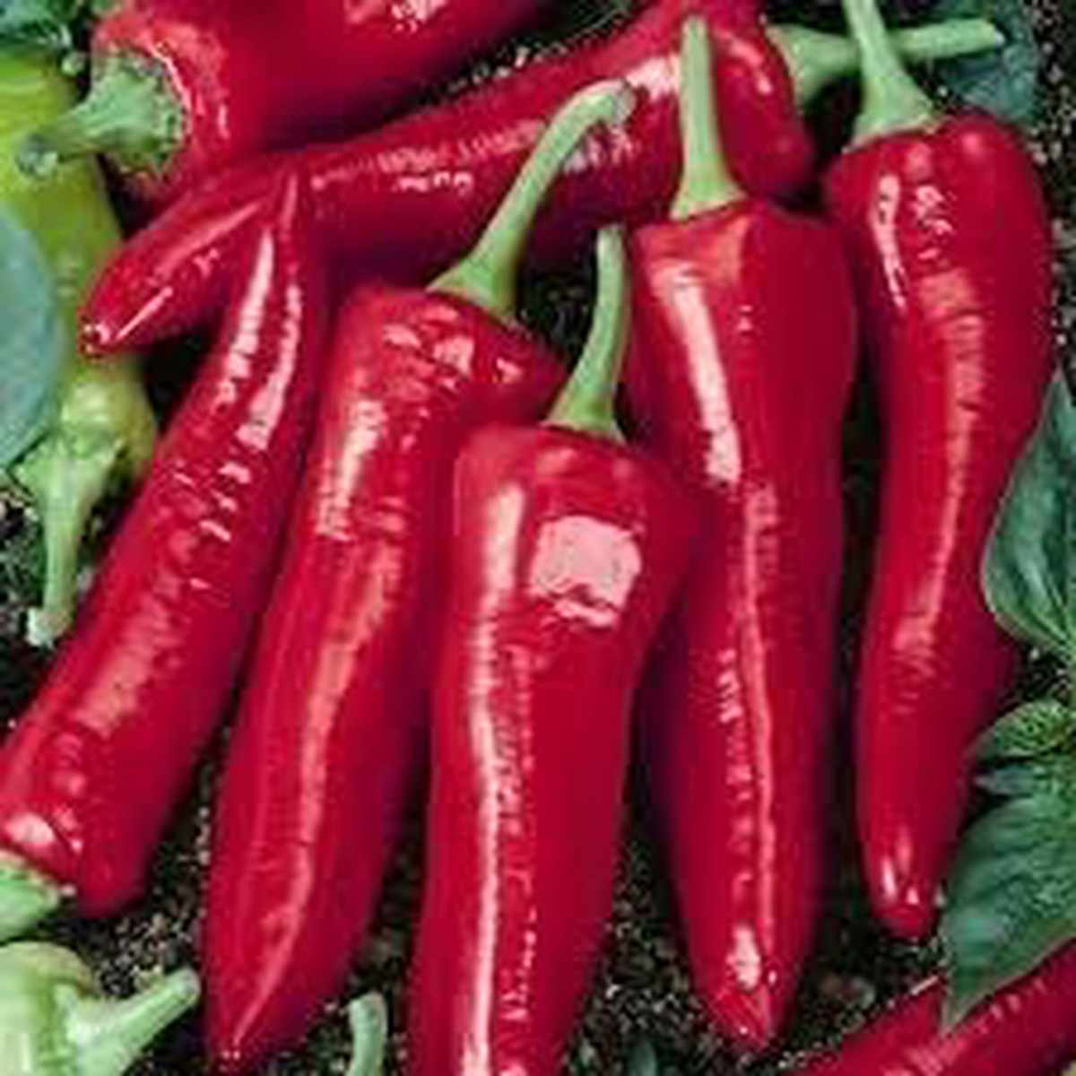 Jim Legacy Pepper Seeds for Planting - Heirloom Non-GMO Organic Garden Seeds with High Germination Rate