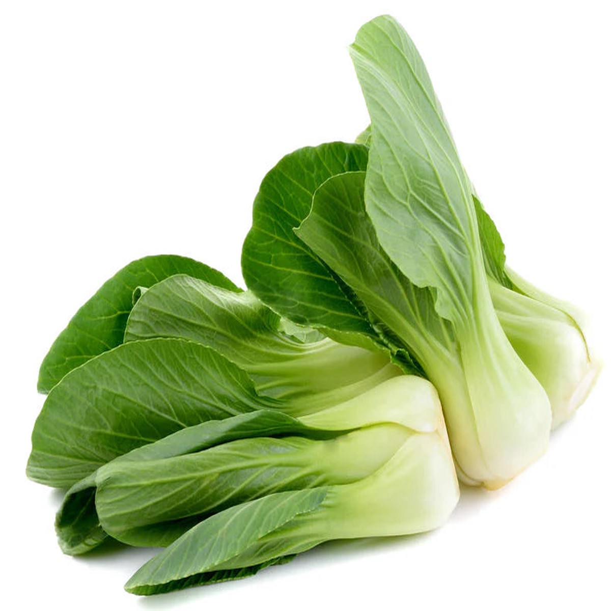 Sea Green Choi Bok Choy Seeds for Planting Heirloom, Non-GMO, Organic Garden Seeds, High Germination