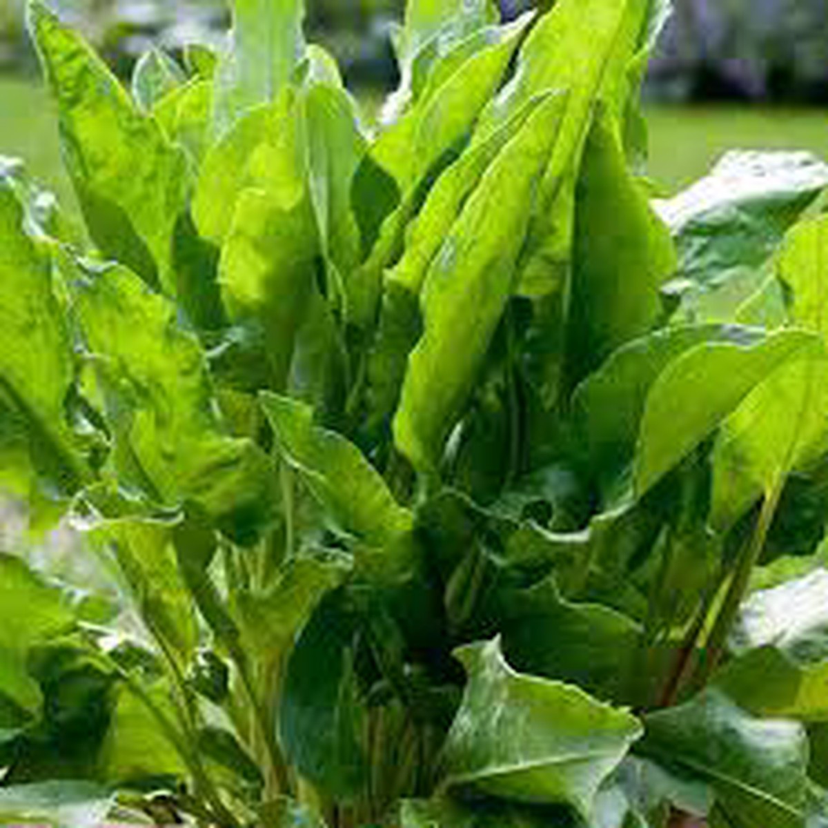 French Sorrel Herb Seeds for Fresh Culinary Gardens & Microgreens Heirloom, Non-GMO, High Germination Seeds
