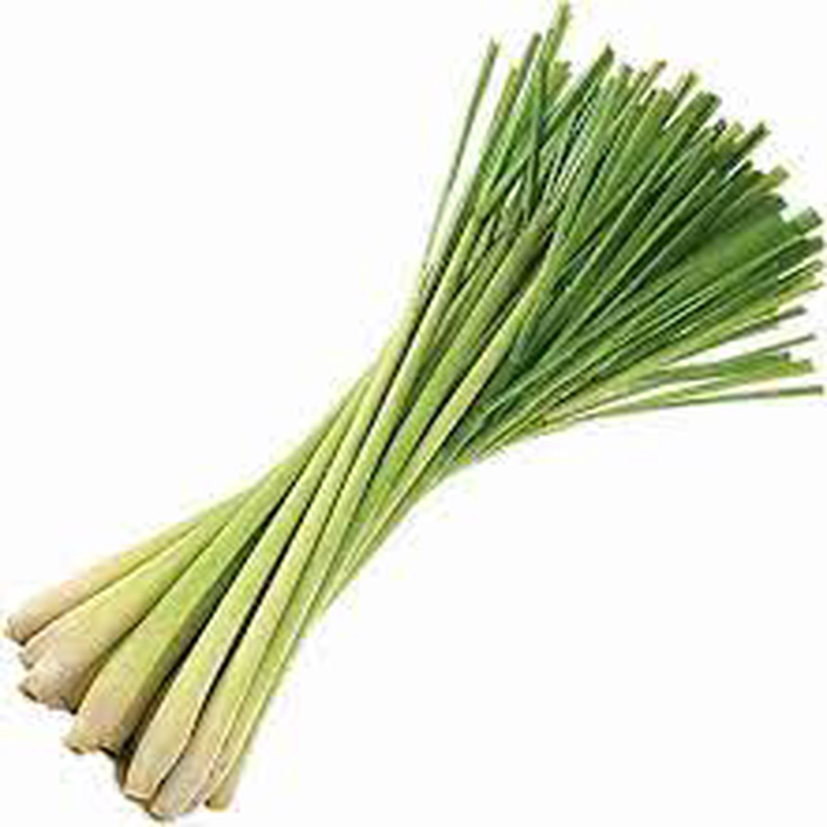 Lemongrass Seeds for Herb Gardens Heirloom, Non-GMO, High Germination Organic Garden Seeds for Fresh Flavorful Growth