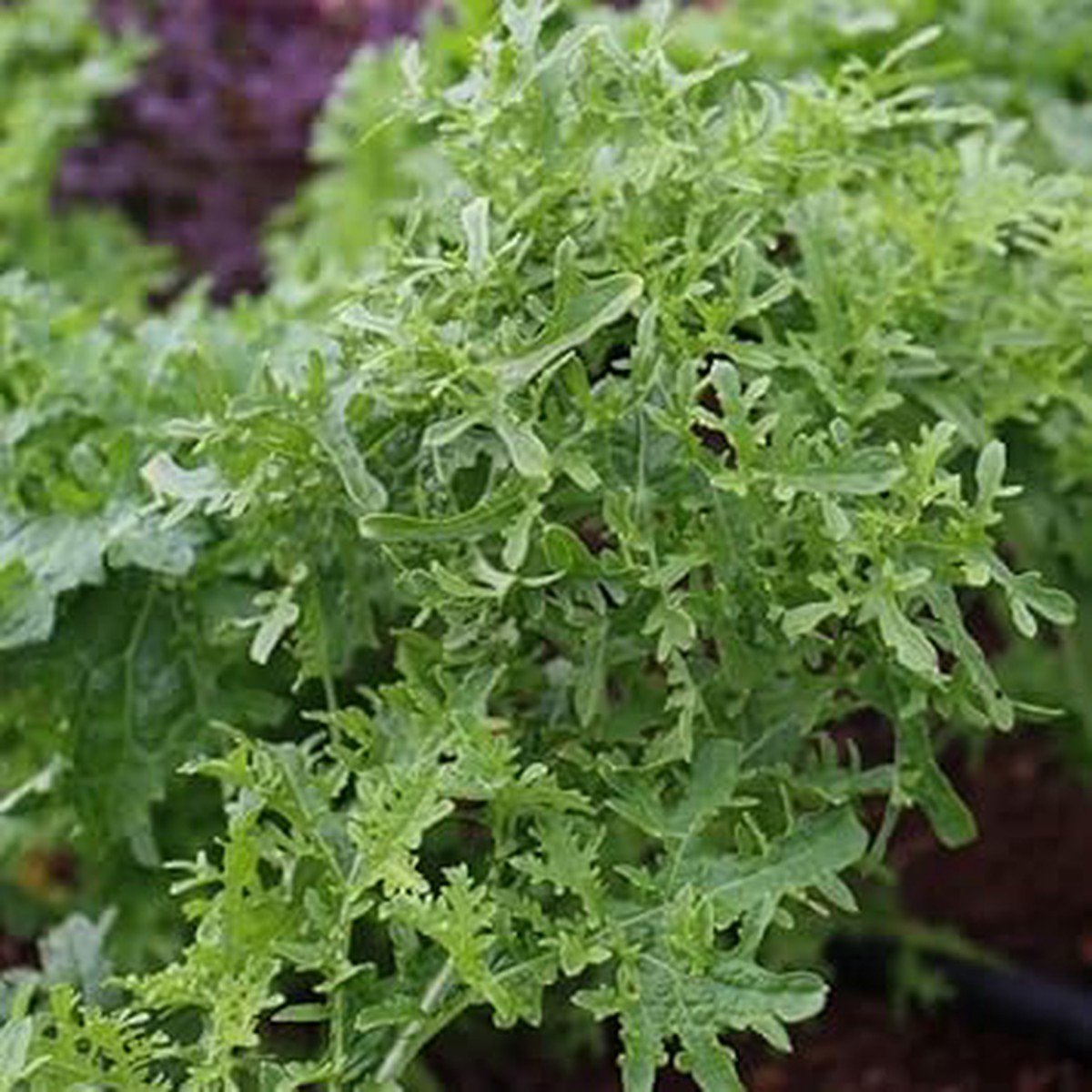 Lime Streaks Mizuna Mustard Seeds for Planting Heirloom, Non-GMO, High Germination Organic Garden Seeds for Microgreens & Culinary Gardens