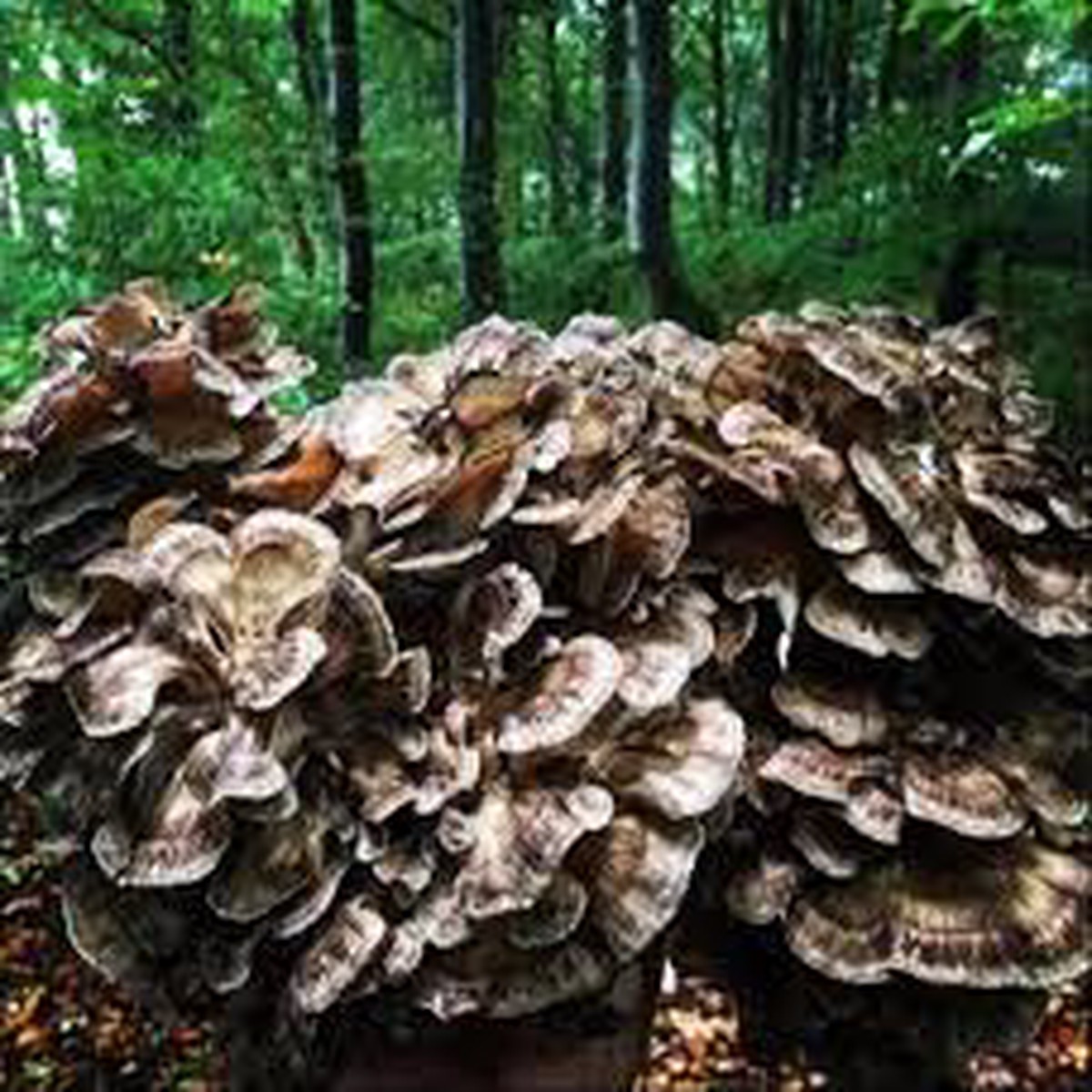 Maitake Mushroom Vegetable Seeds Hen of the Woods Heirloom, Non-GMO, High Germination Organic Garden Seeds