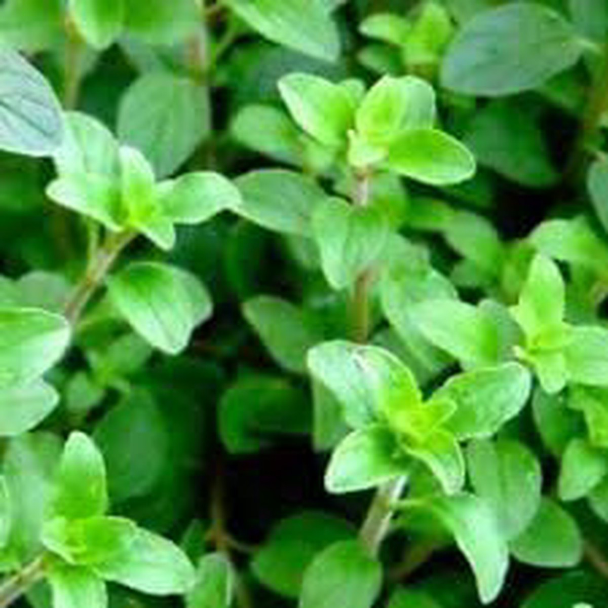Oregano Herb Seeds for Planting Heirloom, Non-GMO, High Germination Organic Garden Seeds