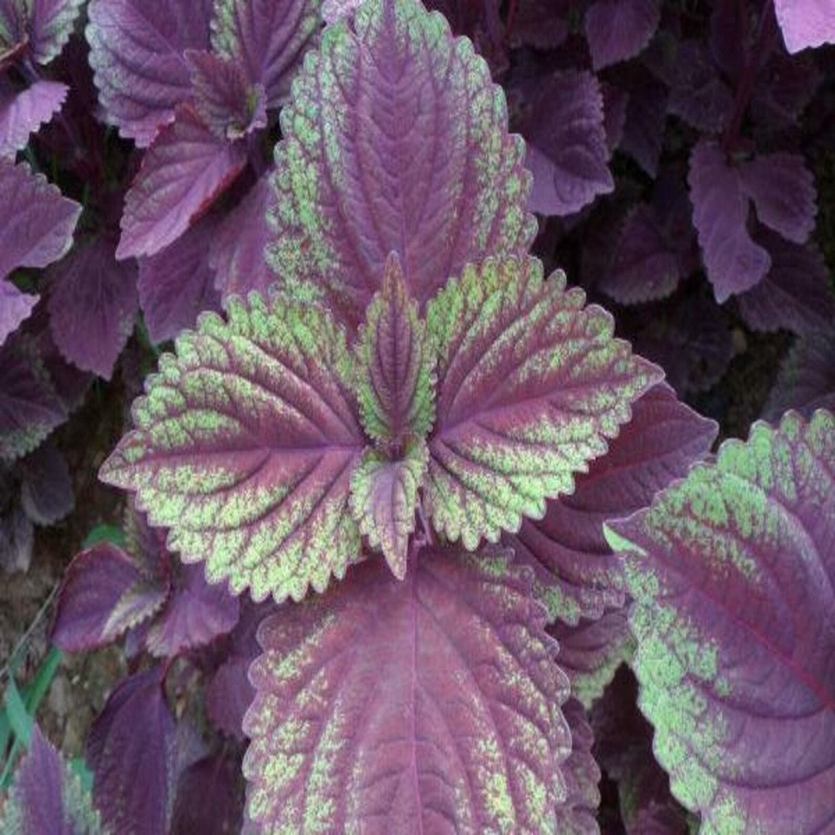 Purple & Green Shiso Seeds for Planting Japanese Basil Perilla frutescens var. crispa, Heirloom, Non-GMO, High Germination Organic Garden Seeds