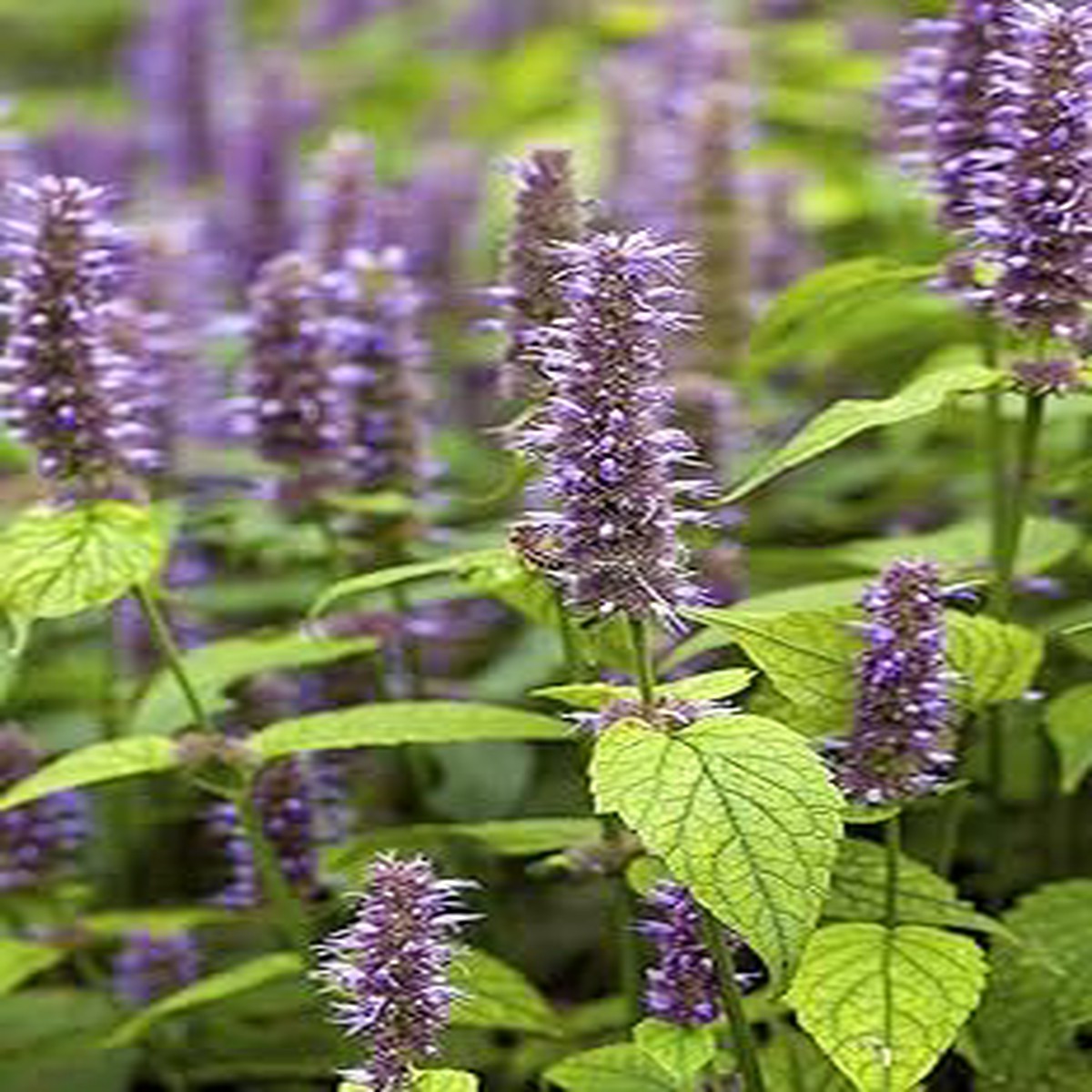 Purple Hyssop Plant Seeds for Aromatic and Medicinal Garden Use Heirloom, Non-GMO, High Germination Organic Garden Seeds