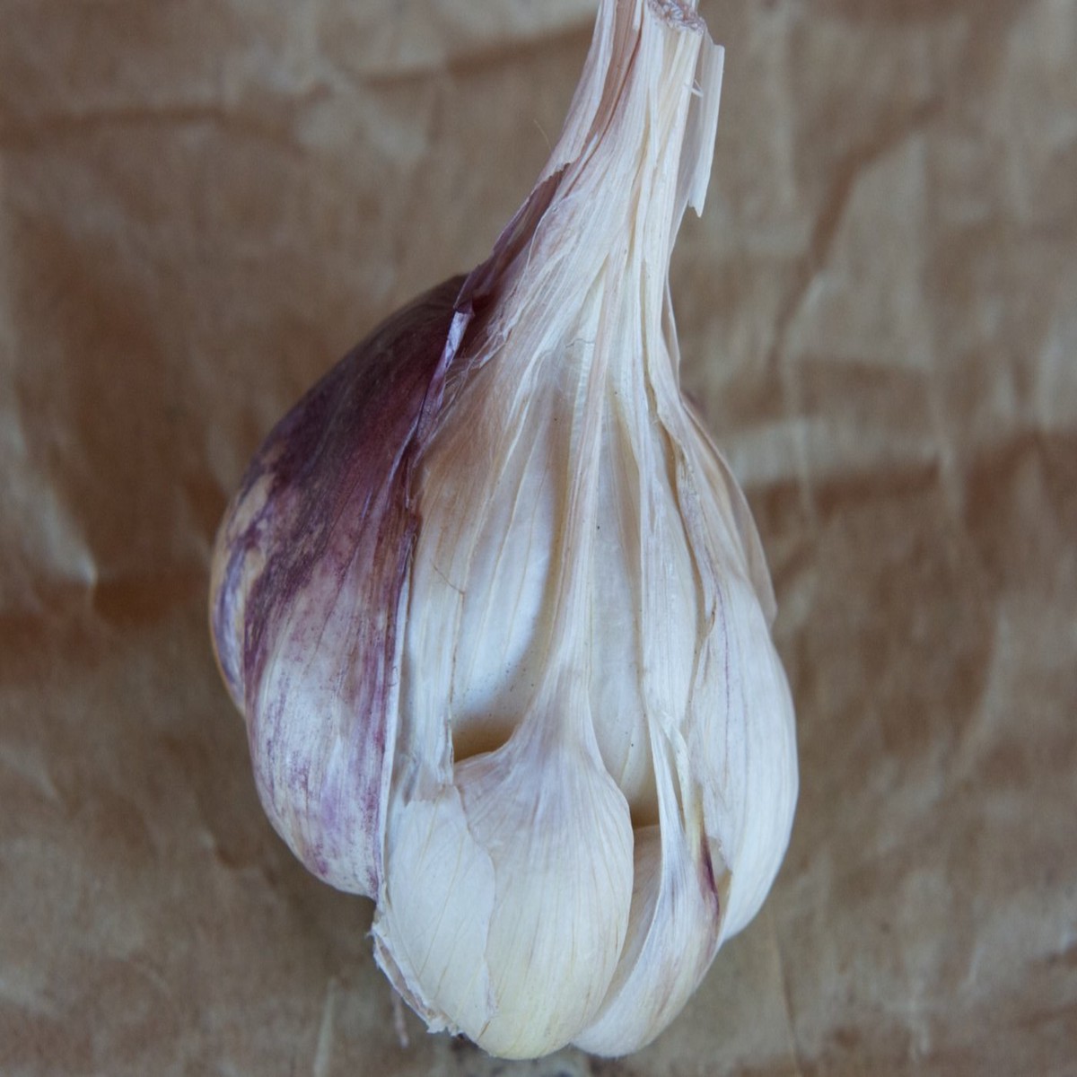 Softneck Artichoke Garlic Seeds for Planting Heirloom, Non-GMO, Organic Garden Seeds, High Germination