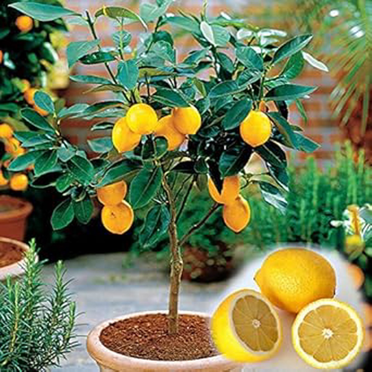 Yellow Citrus Lemon Tree Seeds for Planting Heirloom, Non-GMO Organic Garden Seeds for Indoor & Outdoor Growth