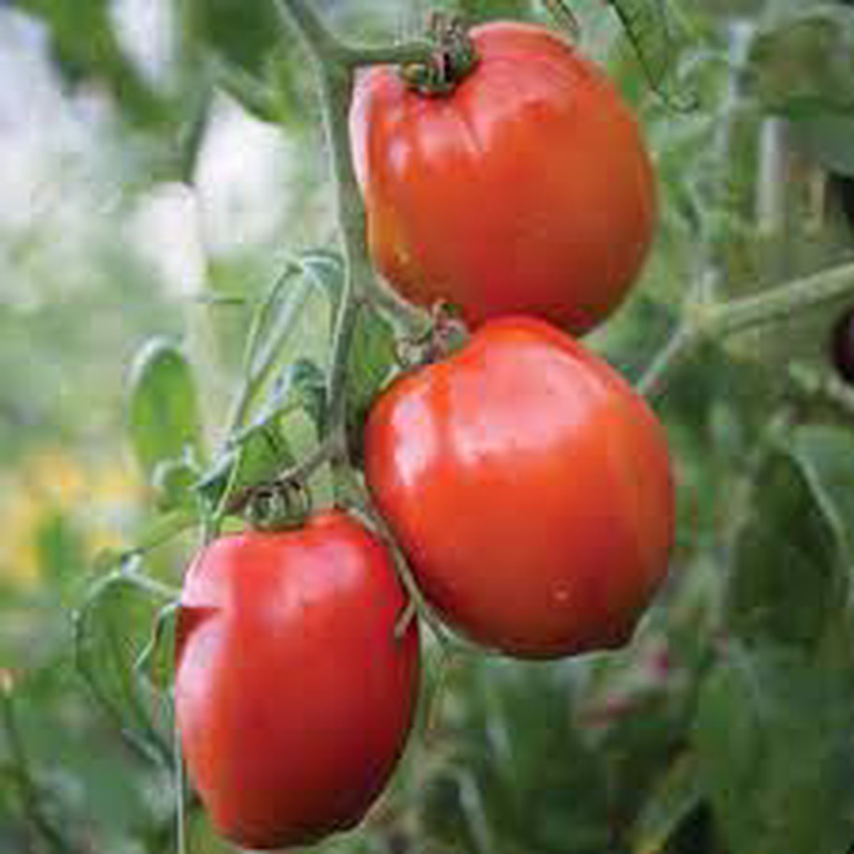 Big Mama F1 Tomato Seeds for Planting Heirloom, Non-GMO, High Germination Organic Garden Seeds