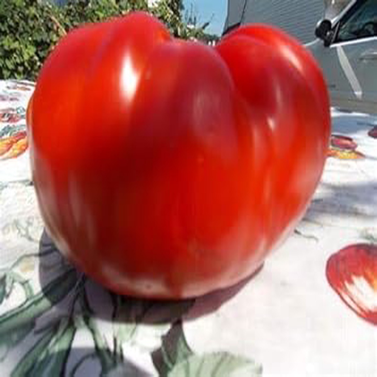 Big Tomato Vegetable Seeds for Planting Red Heirloom Variety Non-GMO, High Germination, Organic Garden Seeds