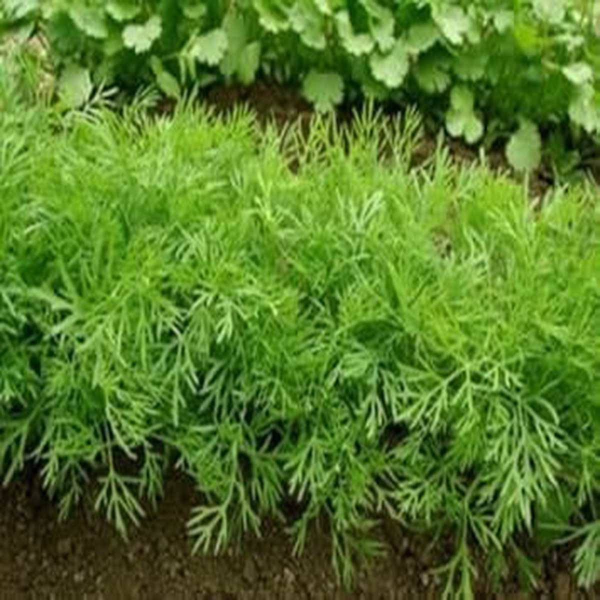 Bouquet Dill Herb Seeds for Planting Heirloom, Non-GMO, High Germination Organic Garden Seeds for Culinary & Cut Flower Gardens