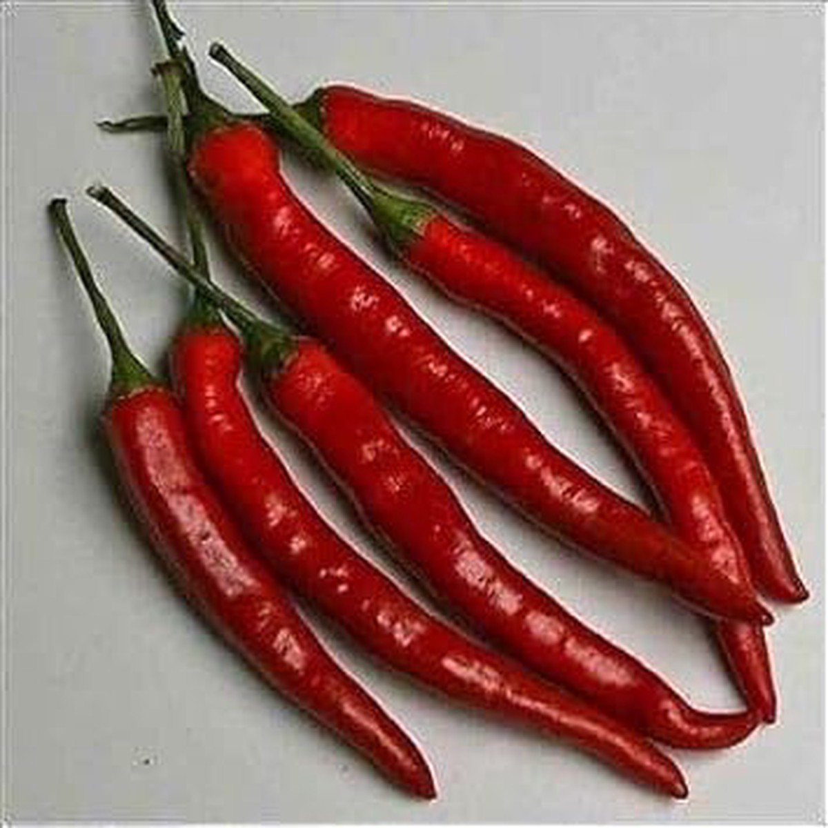 Dark Red Chili Seeds for Planting Heirloom, Non-GMO, High Germination Organic Garden Seeds