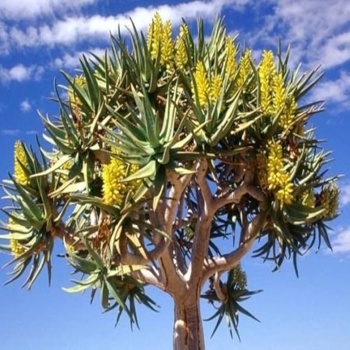 Green Aloe Dichotoma Plant Seeds for Planting Heirloom, Non-GMO, High Germination Organic Garden Seeds for Unique Succulent Growth