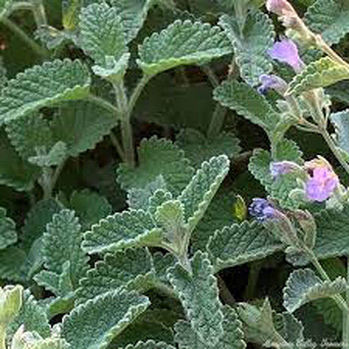 Green Cat Mint Plant Seeds for Aromatic and Pet-Friendly Gardens Heirloom, Non-GMO, High Germination Seeds