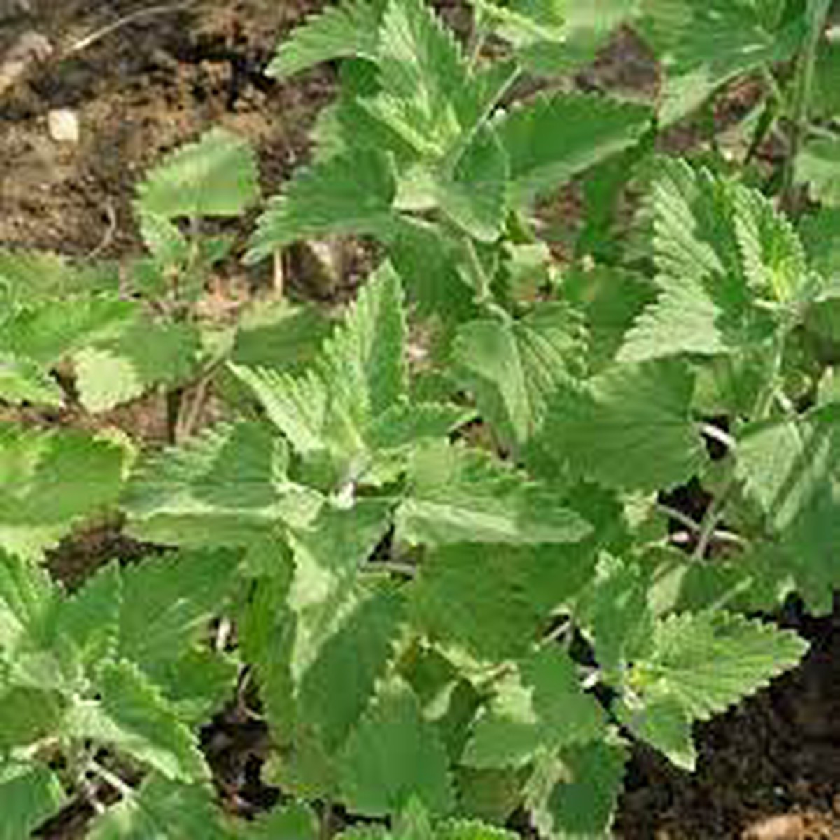 Green CatMint Seeds for Planting Heirloom, Non-GMO, High Germination Organic Garden Seeds for Herbal and Pollinator Gardens
