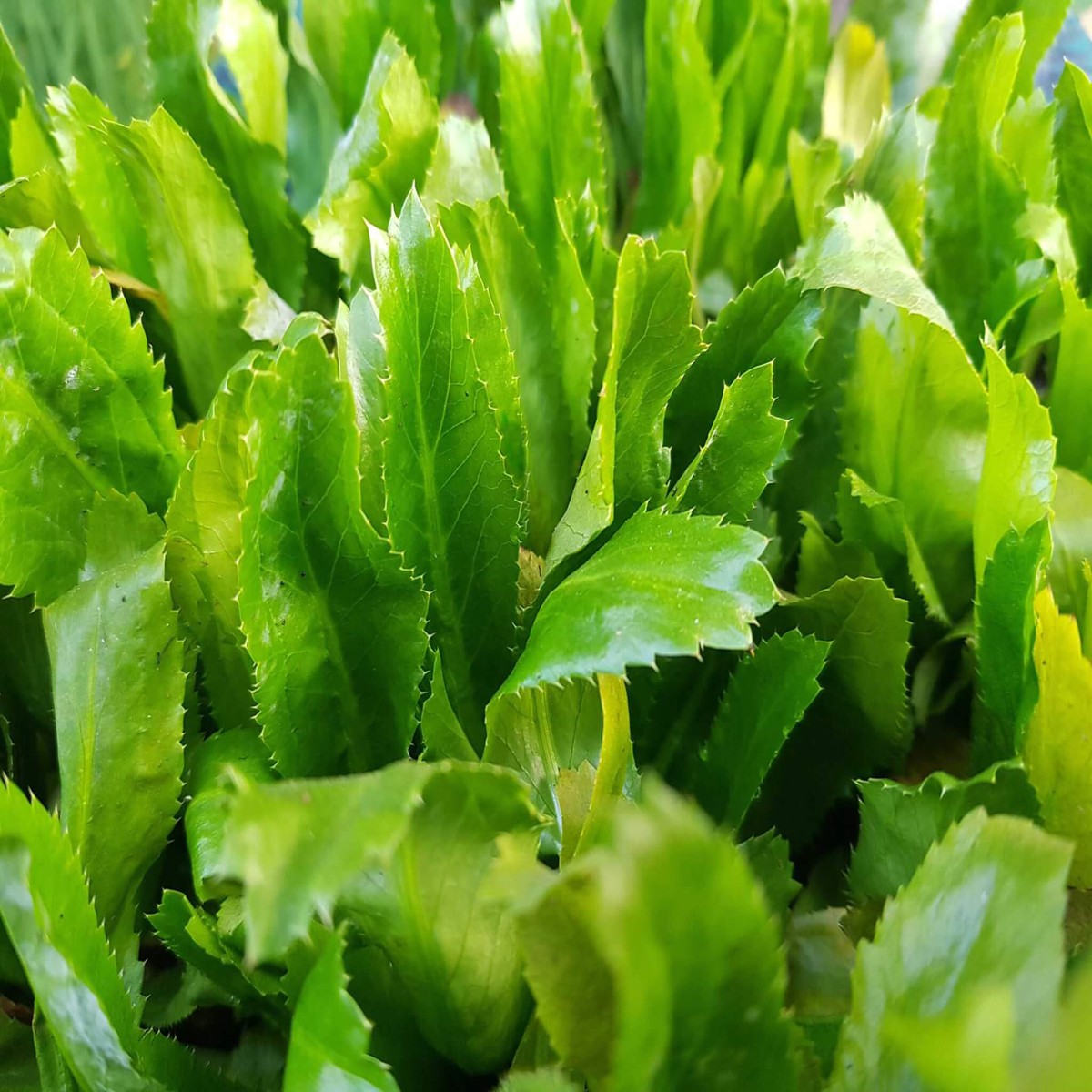 Green Culantro Plant Seeds for Planting Heirloom, Non-GMO, High Germination Organic Garden Seeds for Cooking & Herbs