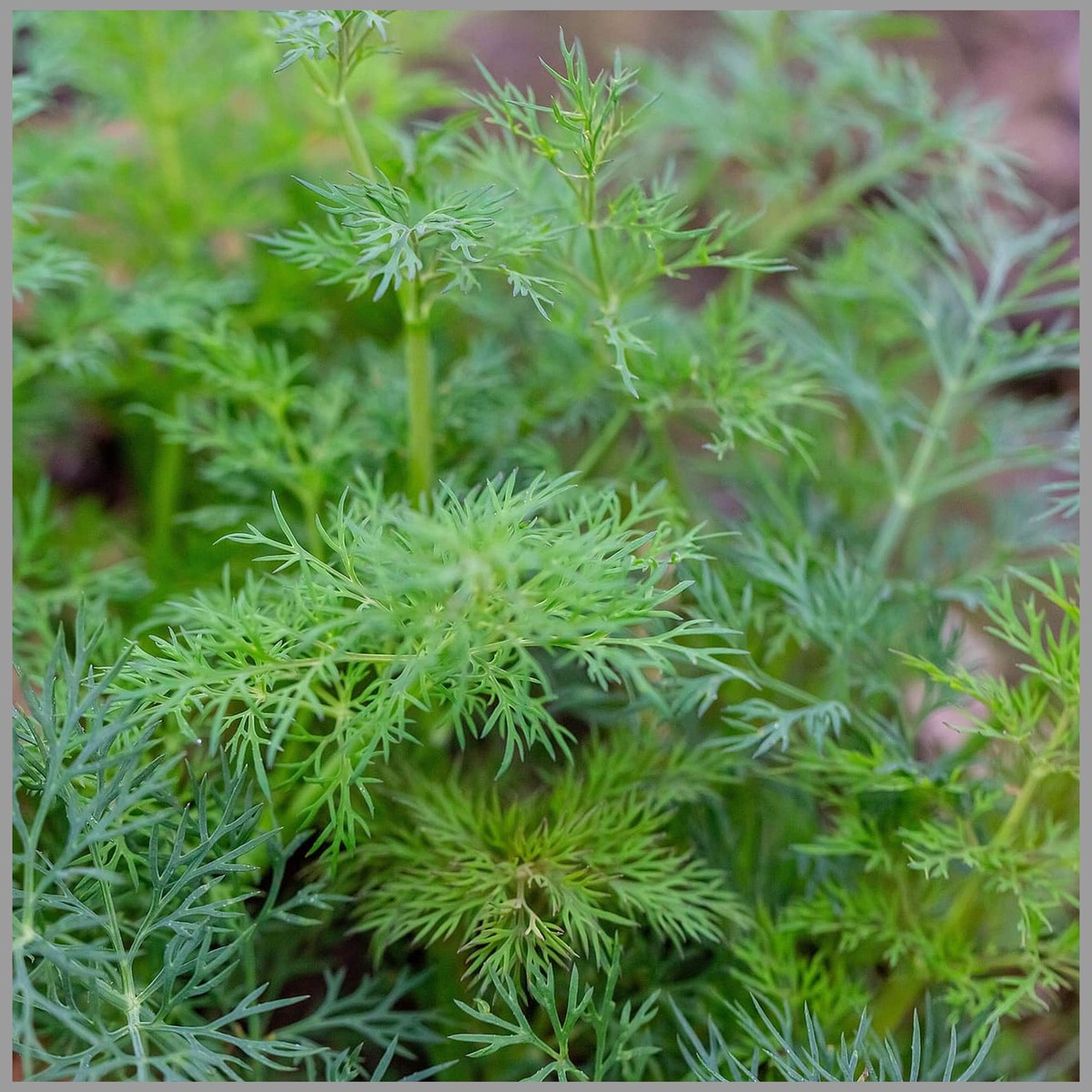 Green Dill Herb Plant Seeds for Planting Culinary and Aromatic Gardens, Heirloom Non-GMO Organic Garden Seeds