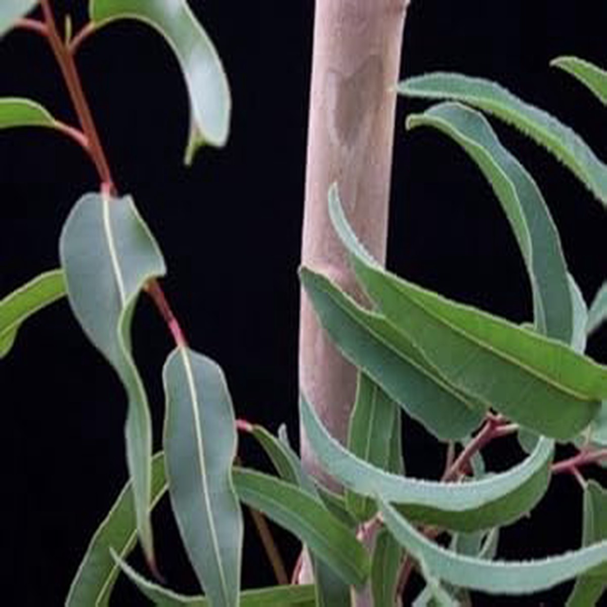 Green Eucalyptus Tree Seeds for Outdoor Gardens and Landscapes Heirloom, Non-GMO, High Germination Organic Garden Seeds