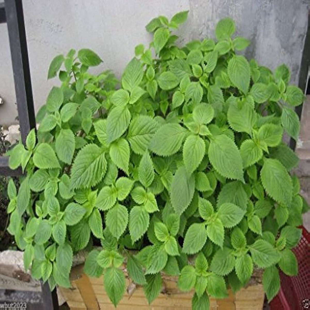 Green Lemon Mint Plant Seeds Citrus Mint Seeds Heirloom & Non-GMO Seeds for Planting