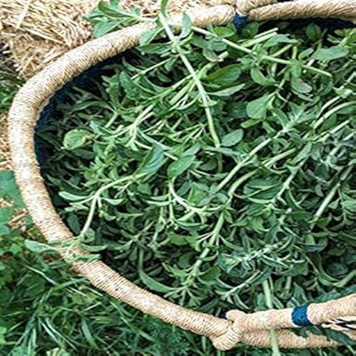 Green Pennyroyal Seeds Heirloom & Non-GMO Refreshing Minty Herb Seeds for Planting