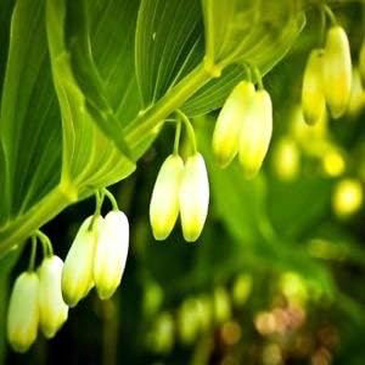 Green Polygonatum (Solomons Seal) Seeds for Planting Heirloom, Non-GMO, High Germination Organic Garden Seeds