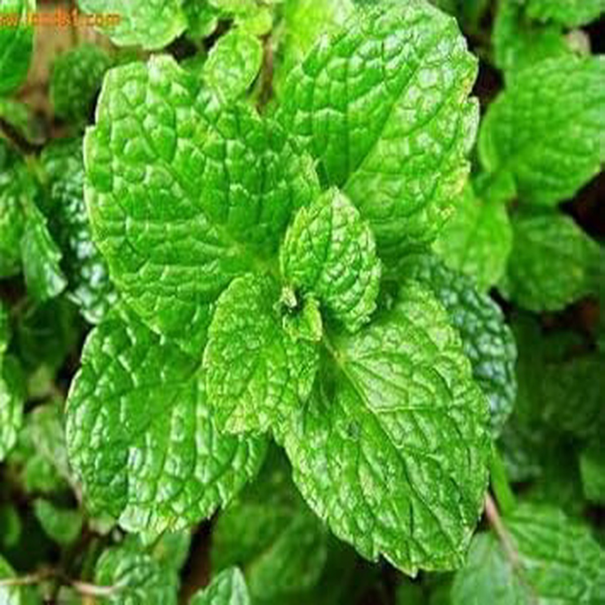 Green Water Mint Plant Seeds for Planting Heirloom, Non-GMO, High Germination Organic Garden Seeds for Fresh & Flavorful Gardens