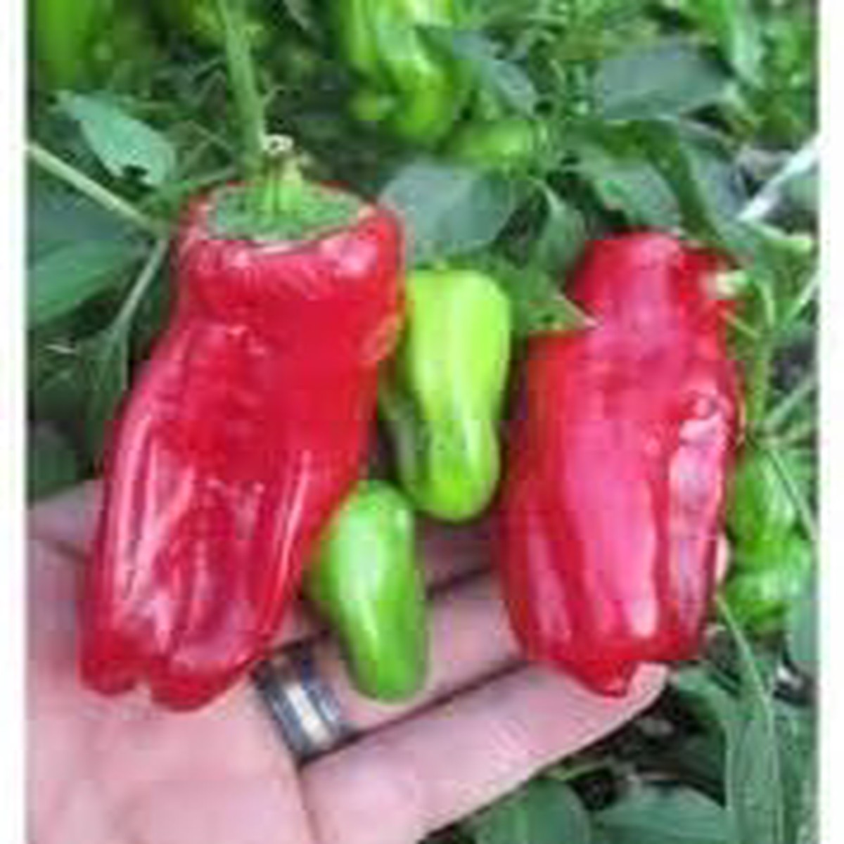 Heirloom Aleppo Pepper Vegetable Seeds Red Spicy Pepper Variety, Non-GMO, High Germination Organic Garden Seeds