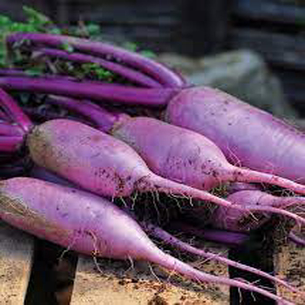 Heirloom Bluemoon Radish Vegetable Seeds for Planting Non-GMO, High Germination Organic Garden Seeds