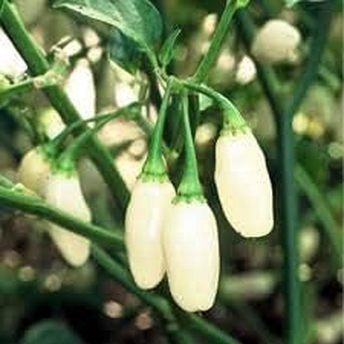 Heirloom Chili Brazilian Vegetable Seeds White Pepper Variety, Non-GMO, High Germination Organic Seeds