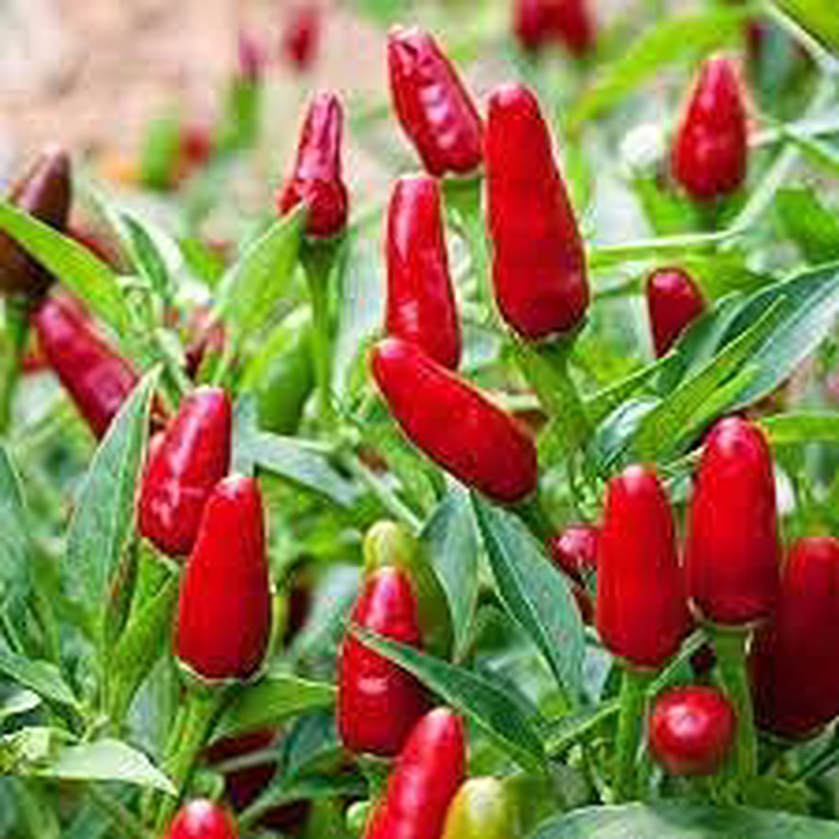 Heirloom Jamaican Bird Pepper Plant Seeds Spicy & Aromatic Chili Variety, Non-GMO, High Germination Organic Seeds