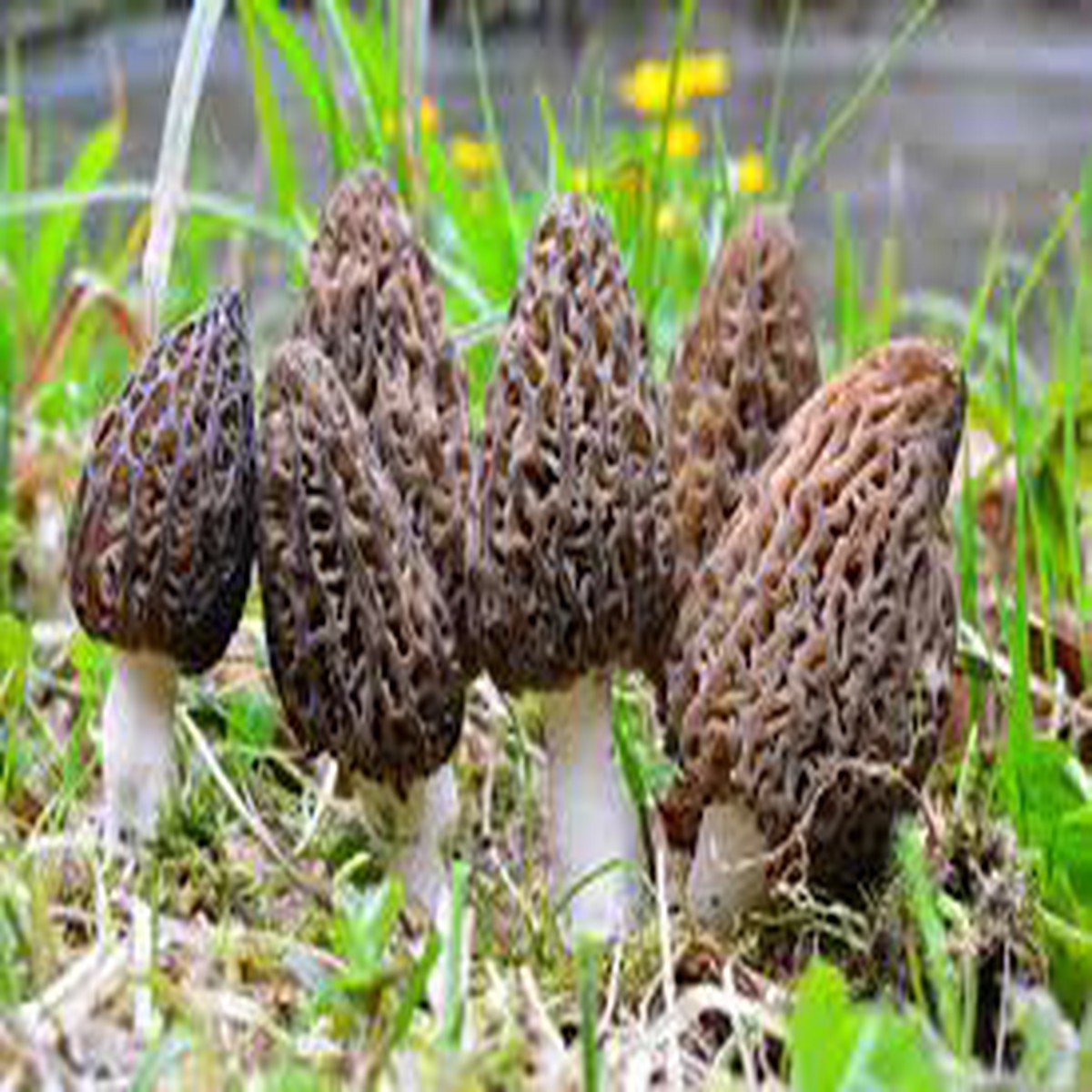 Heirloom Mixed Morel Mushroom Seeds for Planting Deep Brown Variety, Non-GMO, High Germination Organic Seeds