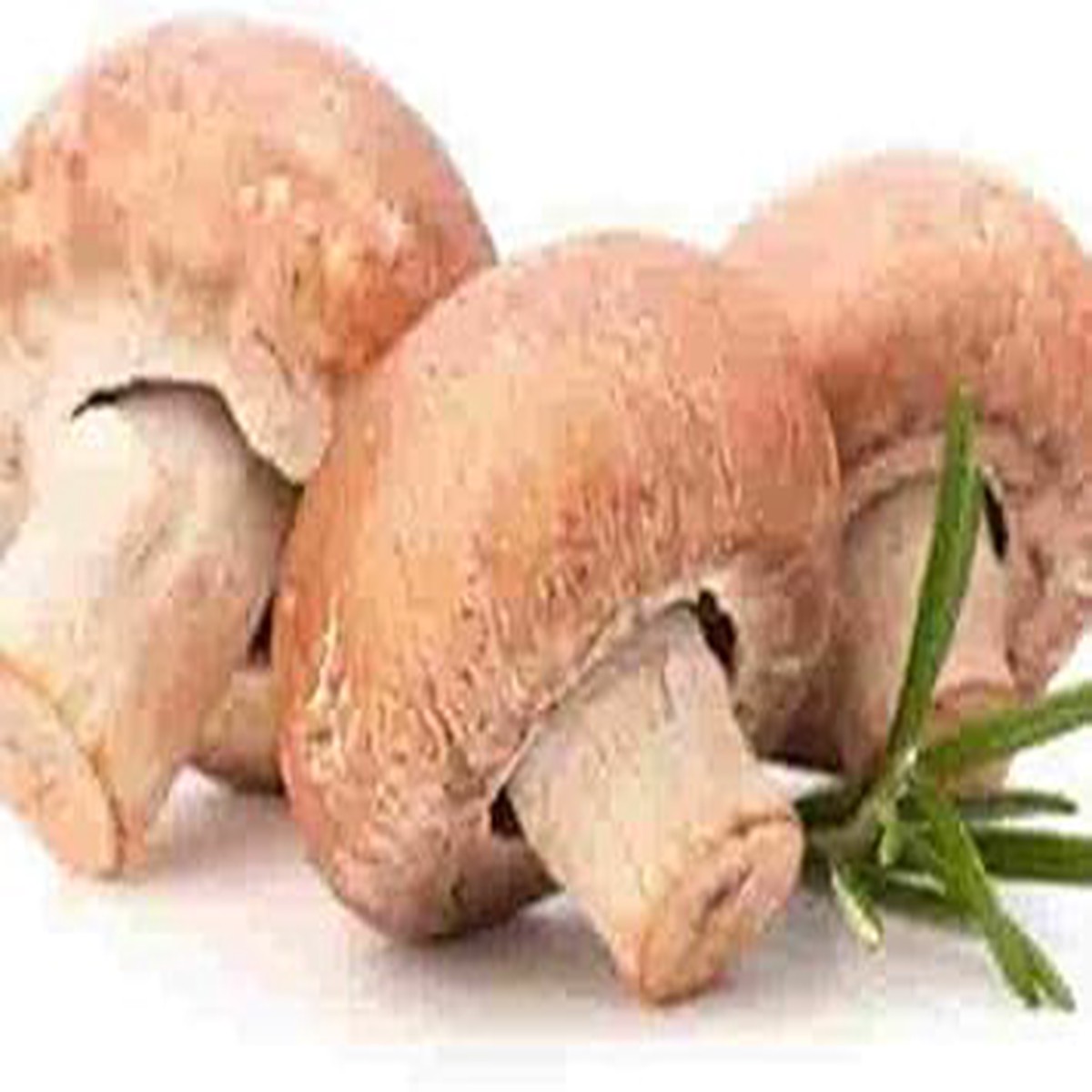 Heirloom Mushroom Vegetable Seeds for Planting Brown & White Mix, Non-GMO, High Germination Organic Garden Seeds